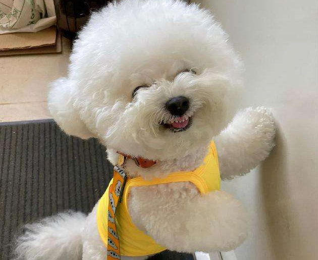 比熊多大就不闹腾了呢（比熊剃毛后一个月图片有吗）