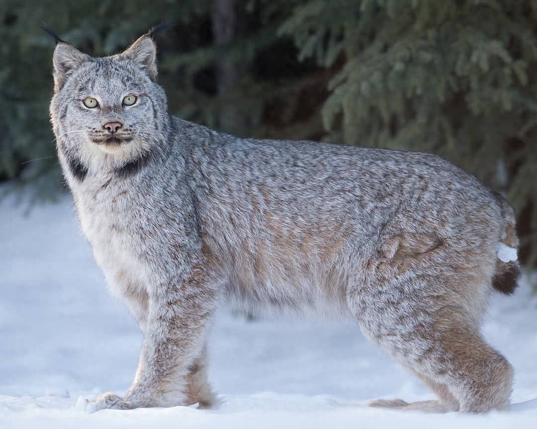 短尾猫有这么多品种你知道吗（附：短尾猫图）