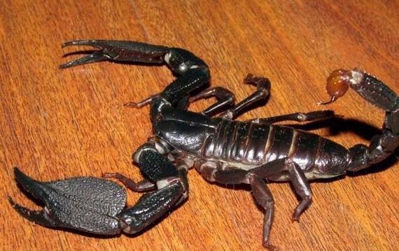 耐养便宜冷门小宠物（适合小学生党便宜好养的小型宠物）