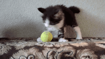 4个月公猫小口红出来了意思（3个月猫咪的小鸡突然出来是发育了吗）