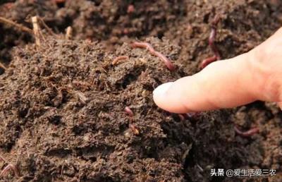 鹧鸪鸡养殖成本（几千元就能养的特种养殖有哪些）