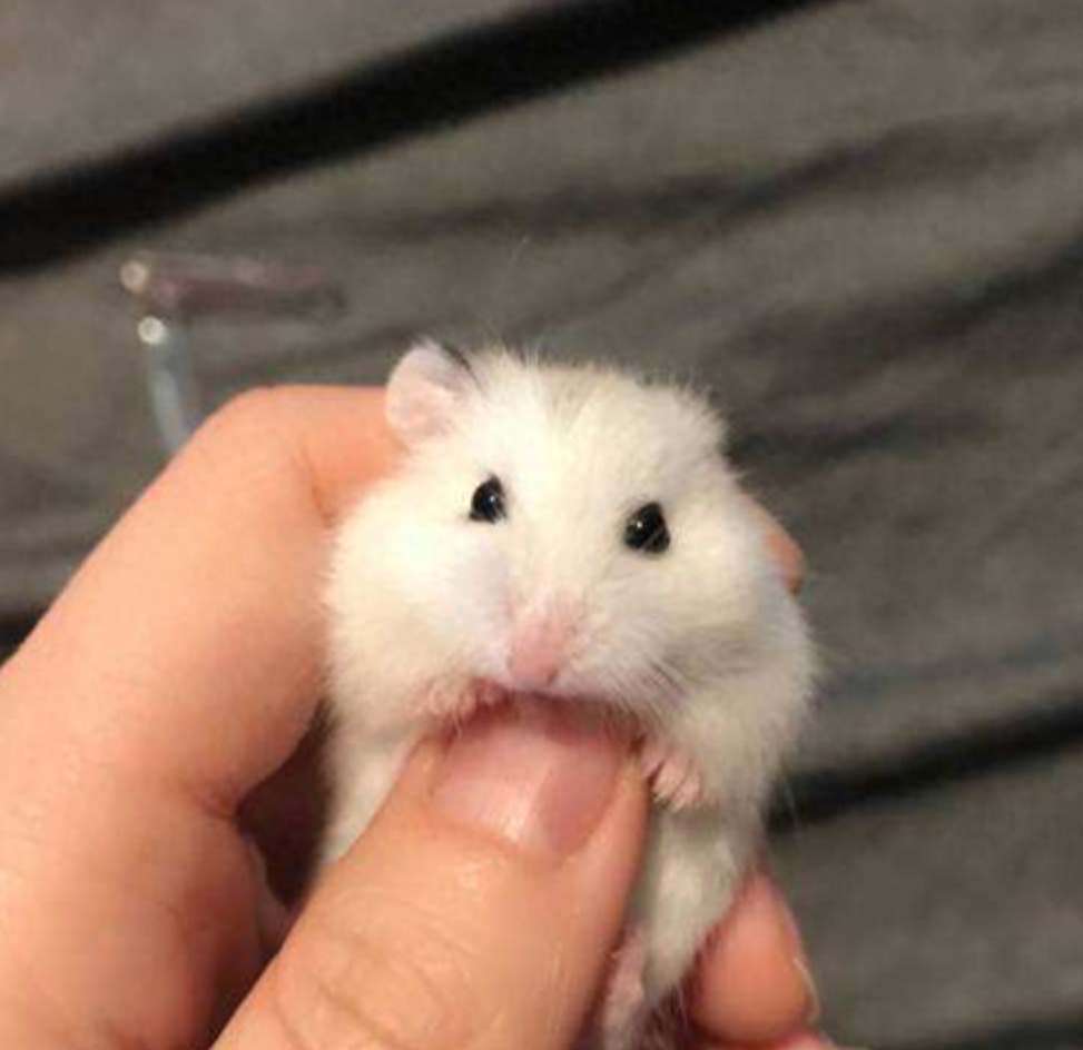 盘点新手养脾气最好的仓鼠有哪几种（详解：5种仓鼠的特点）