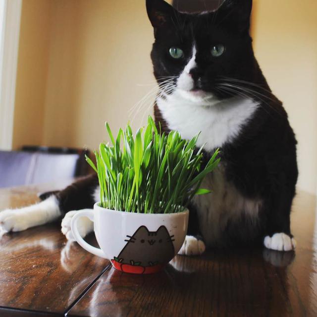 猫草多久吃一次比较好(猫草多久吃一次合适)