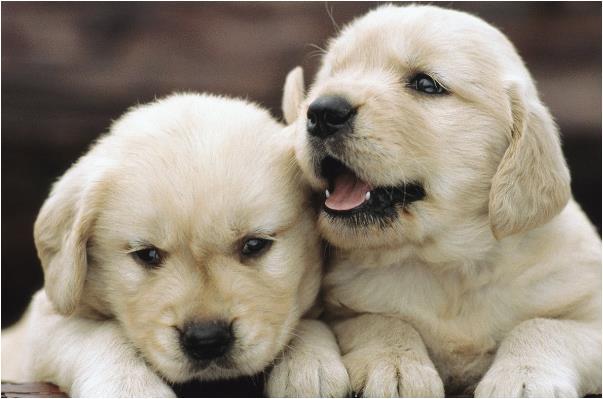 狗的叫声用什么字形容