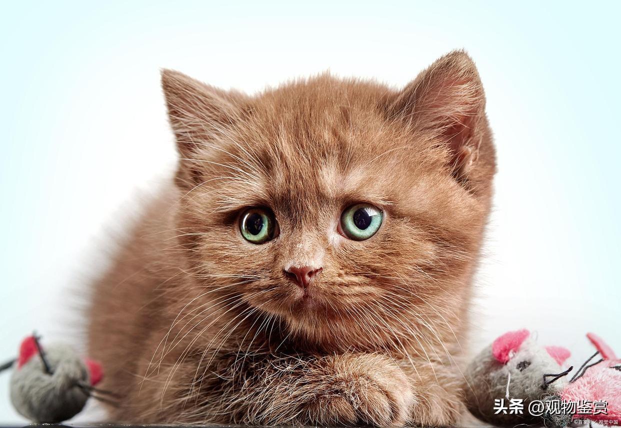 猫没断奶可以抱走吗（会不利于小猫的生长发育和健康）