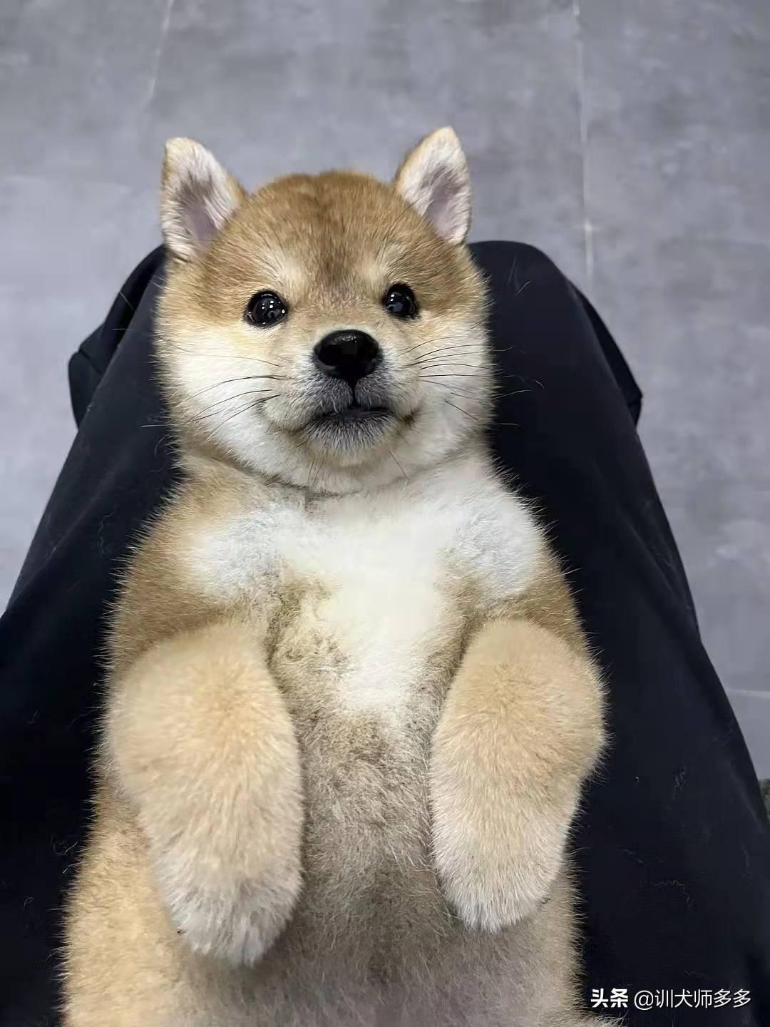 一个月的小狗怎么训练户外大小便(7天教你训练会定点大小便的小狗)