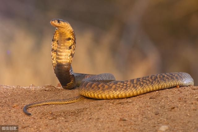 蛇为何咬不到猫呢