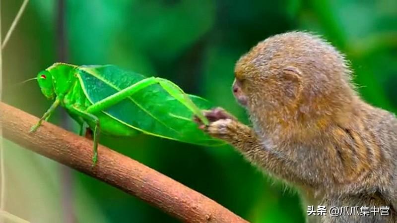 世界上最小的猴子有多小（侏狨又被称为指猴或松鼠猴）