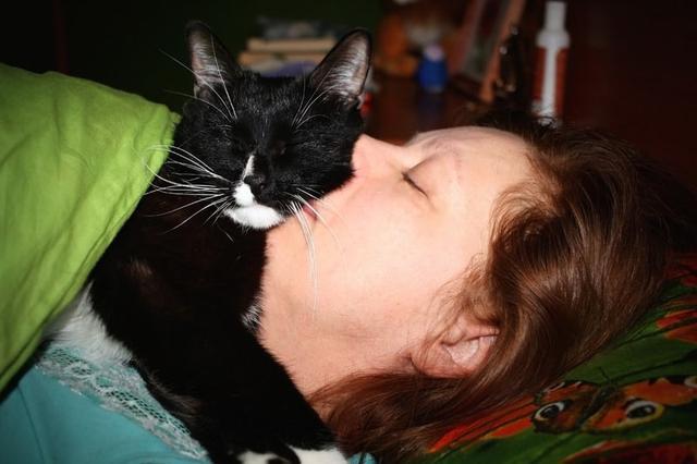 猫睡在头边和脚边的区别（猫睡在头顶上是什么意思图片）