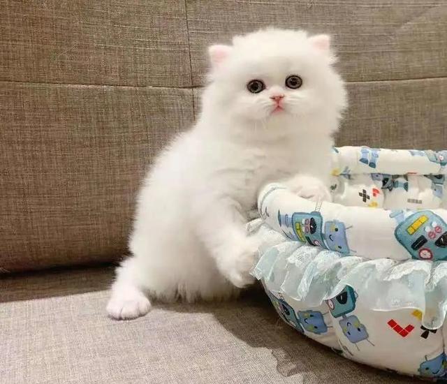 苏格兰高地猫图片(苏格兰高地猫多少钱一只)