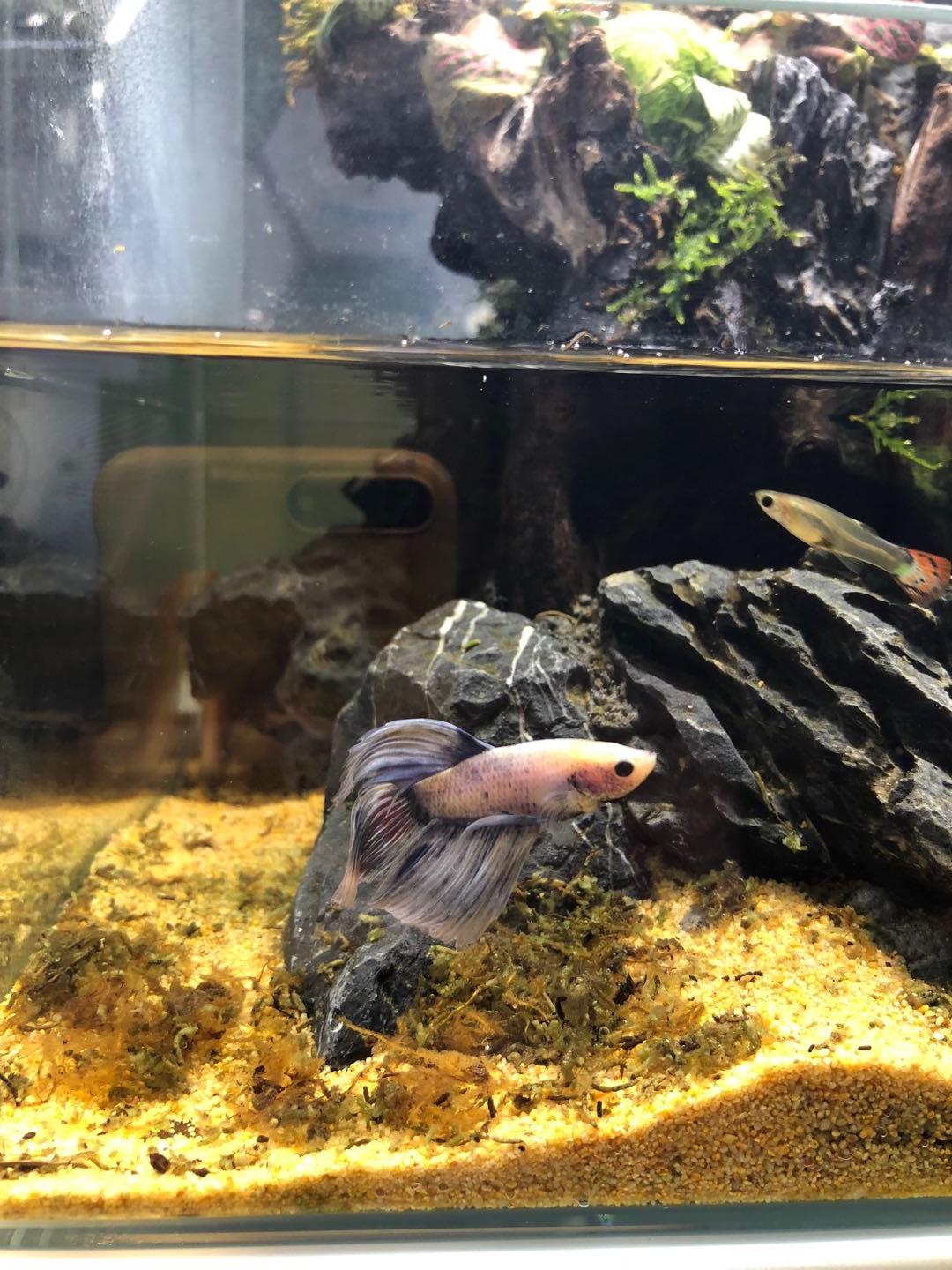 盘点9种适合新手养的鱼（家里适合养什么鱼）