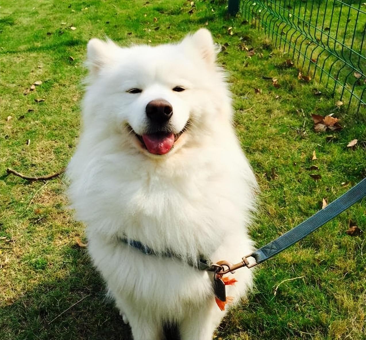 了解纯种萨摩犬的外貌特征（萨摩犬怎么看品相）