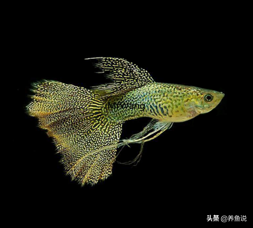 孔雀鱼的养殖方法和注意事项（附：鱼缸不加过滤如何养活孔雀鱼）