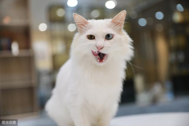 猫咪大便正常但是带血(猫咪大便正常但是带血怎么治疗)