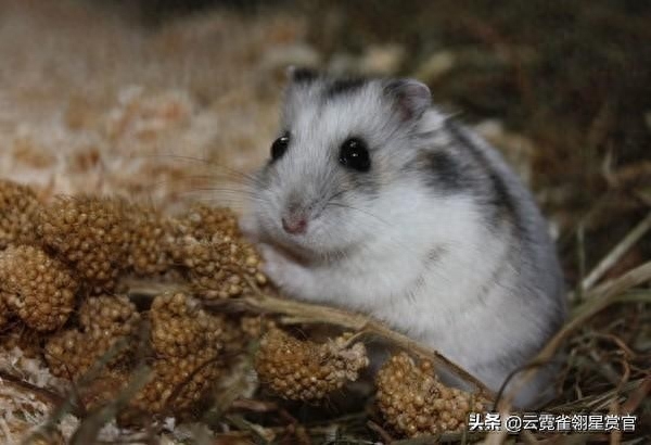 银狐仓鼠与其他两种仓鼠有何不同（附：千万别养银狐仓鼠）