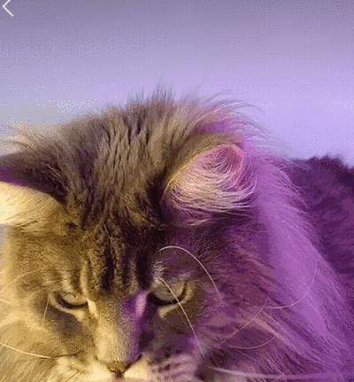 这7种猫简直是“掉毛王者”，都能织件毛衣了