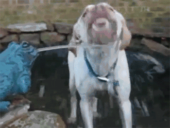 腊肠犬价格一览表（长毛腊肠犬多少钱）