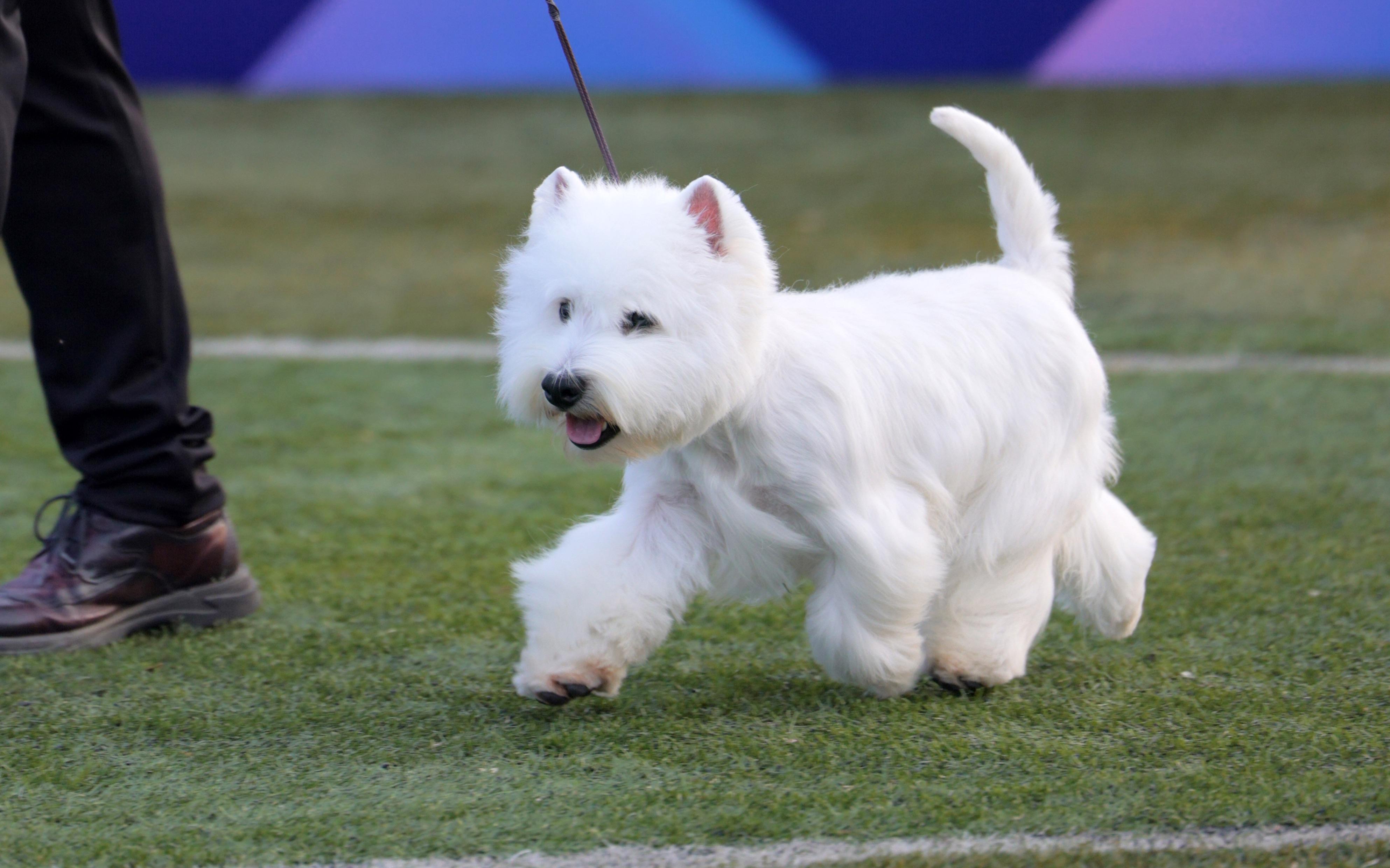 名狗大全狗品种介绍（名犬有哪几种小型犬）