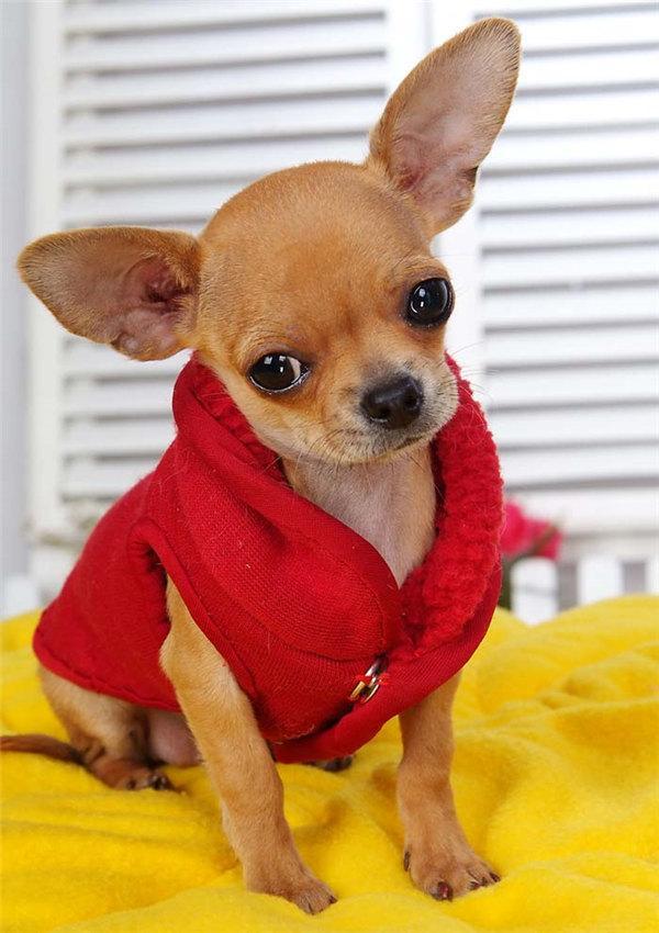 长毛短腿狗有哪些品种（矮脚名狗品种图片大全）