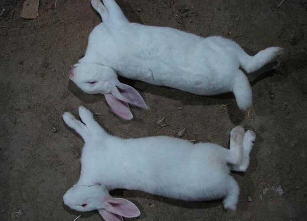 宠物母兔子怀孕多久后能再次生产（兔子怀孕后期要多久生产？要注意什么？）