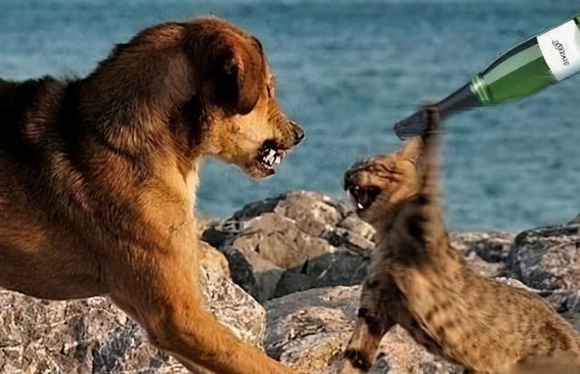 猫的寓意和象征(猫的寓意和象征意义是什么)