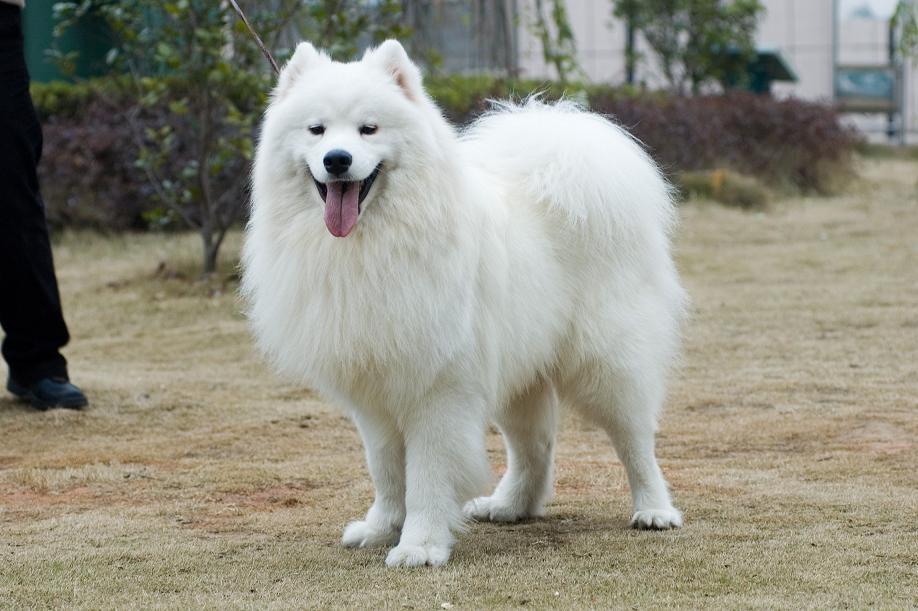 了解纯种萨摩犬的外貌特征（萨摩犬怎么看品相）