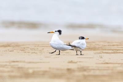 100种稀有的可爱动物（世界上最稀少的五种动物）