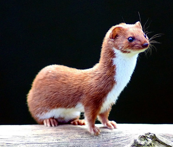 狗熊是犬科吗（熊是什么科动物）