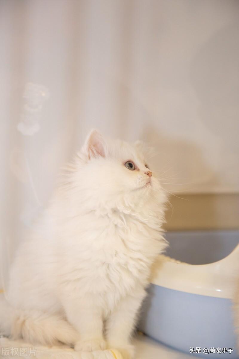 养布偶猫的好处和坏处（布偶猫价格一览表2022）