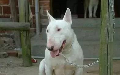 十大常见巨型犬排行（巨型犬品种大全）