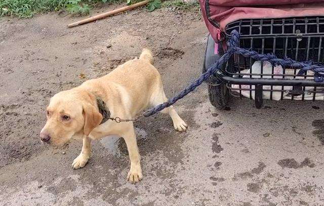 600块，拉布拉多易主，主人不让杀，路人：卖都卖了，管他杀不杀