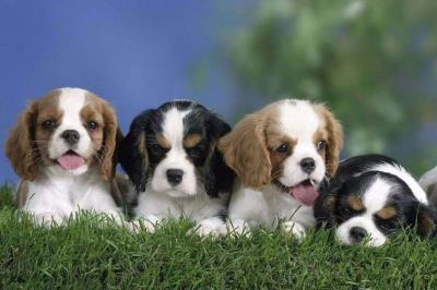 骑士查理王猎犬（查尔斯王骑士猎犬）