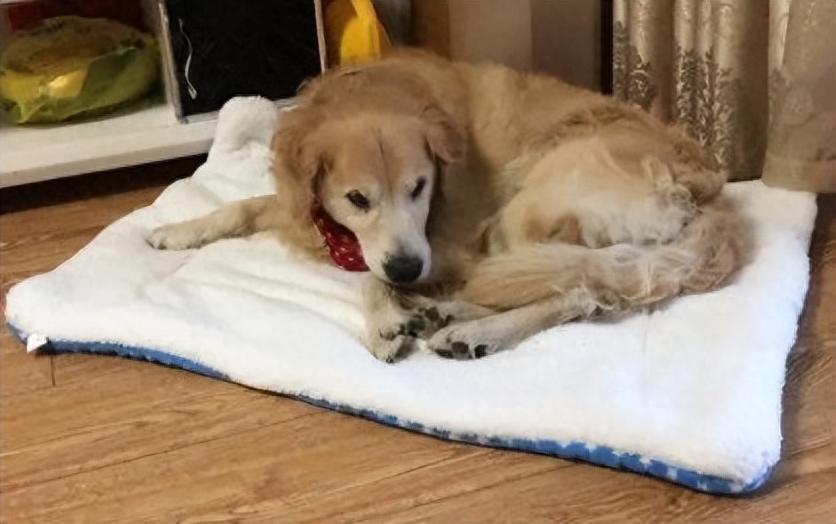 狗狗产前三天征兆有哪些（附：有这4种症状就是分娩的信号）