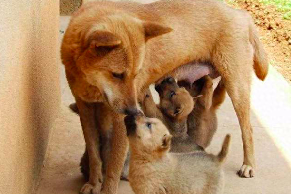 狗一胎生几个最吉利（民间说法：“双猫独狗，越过越有”）