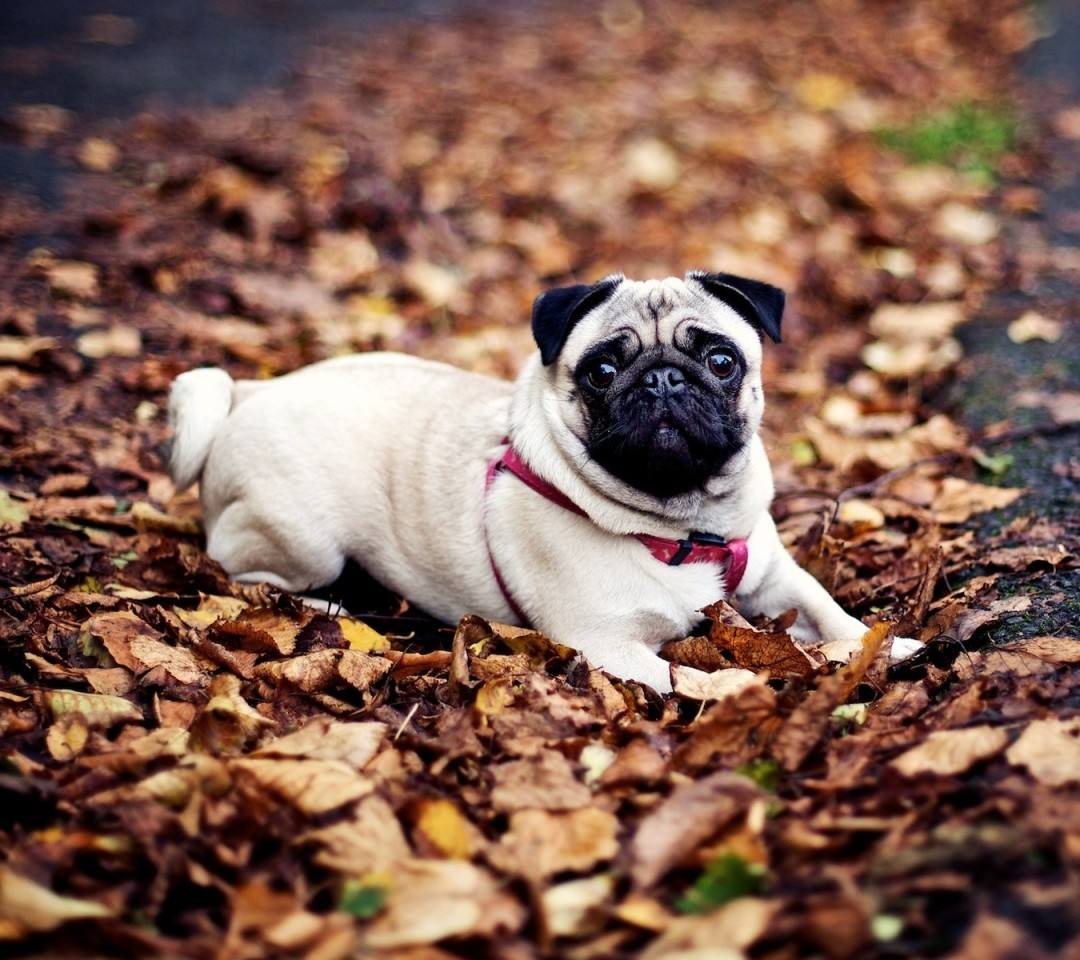 什么狗最护主但不禁养（中国允许养的护卫犬详细介绍）