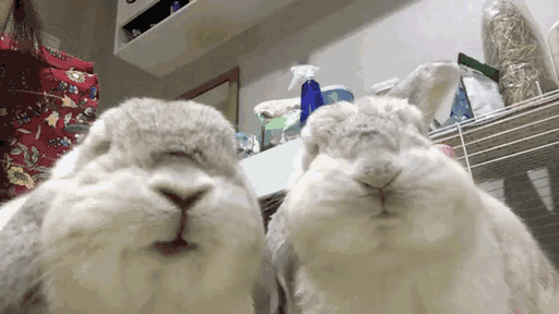 兔子繁殖周期有多久（详解：兔子配种的方法）