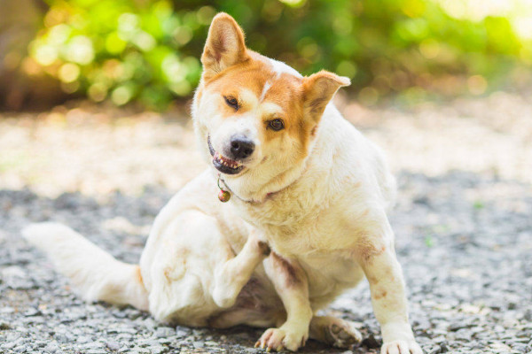 如何减轻狗狗瘙痒和咬咬行为