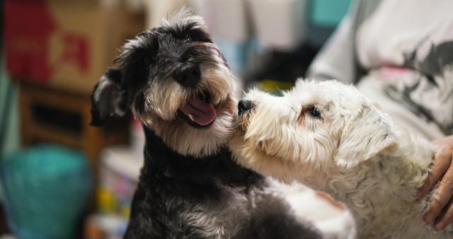 白色雪纳瑞图片（纯种雪纳瑞幼犬市场价）