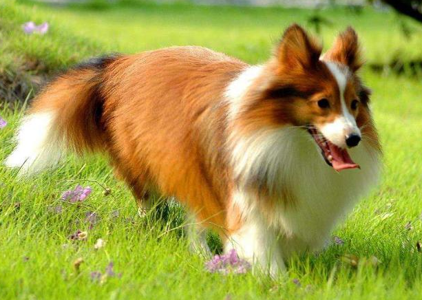 喜乐蒂为什么养的人少了（盘点不养喜乐蒂的5个理由）