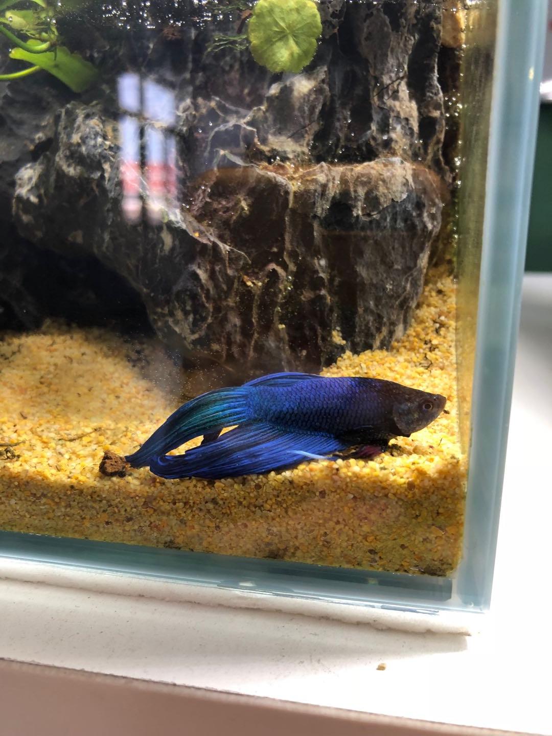 盘点9种适合新手养的鱼（家里适合养什么鱼）