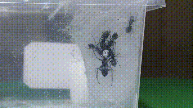 蜘蛛繁殖方式是胎生还是卵生的呢图片（有些蜘蛛是胎生的哺乳动物）