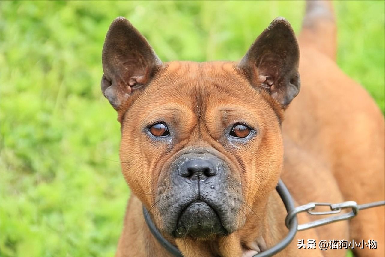 川东猎犬优点和缺点及图片（你知道川东猎犬纯种的标准吗）