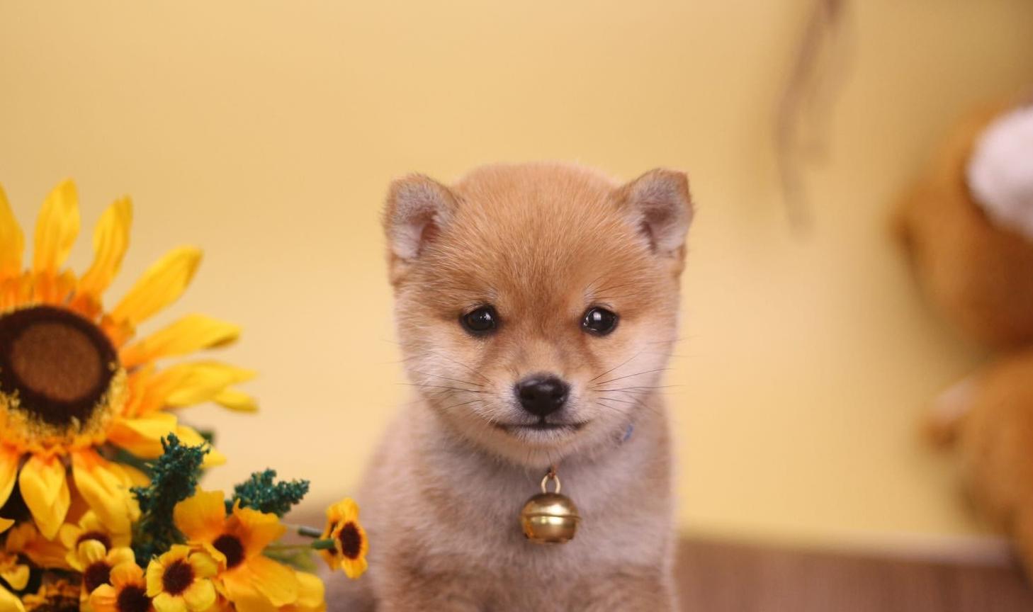 一只白色柴犬多少钱（附：最新柴犬价格表）