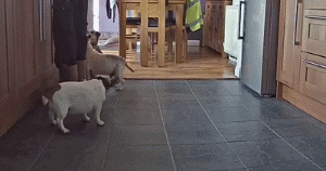 杰克罗素梗犬优缺点（杰克犬多少钱一只）