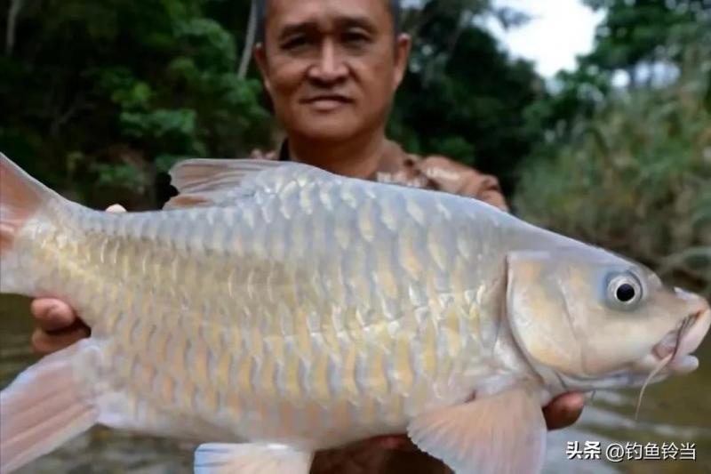 大黄鱼为何不引进我国（附：深海大黄鱼多少钱一斤）