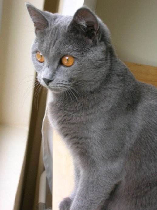 卡尔特猫怎么养呢