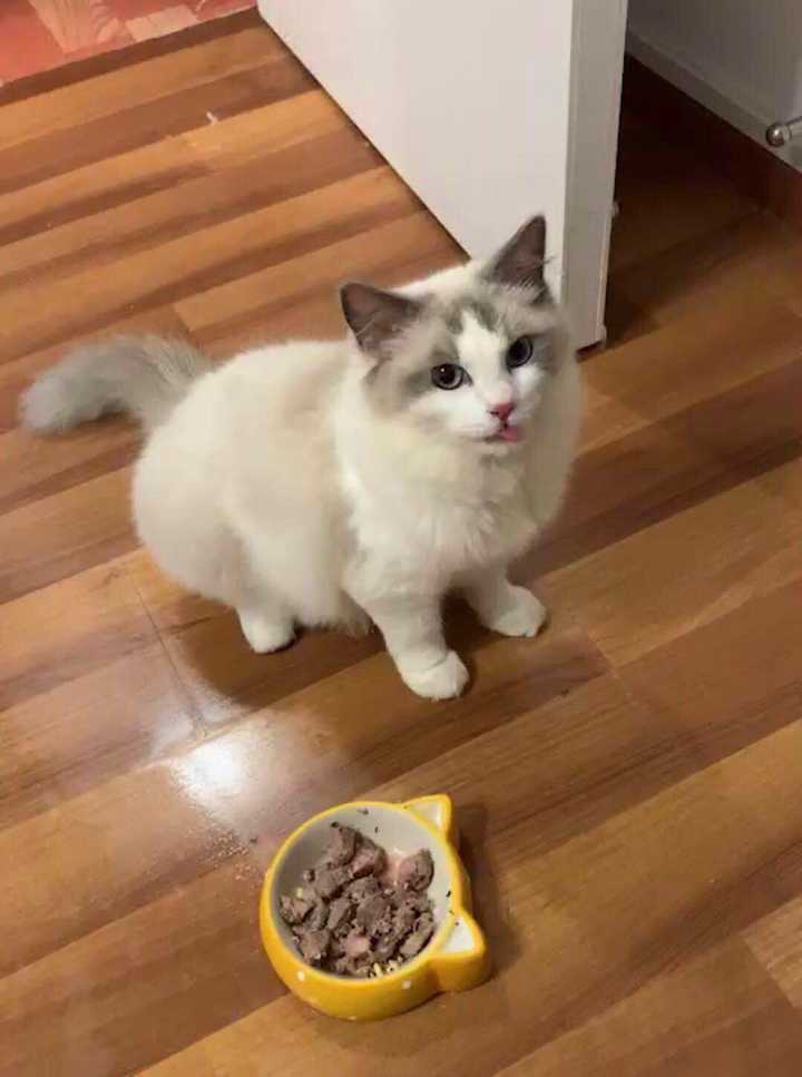 布偶千万不能养公猫（布偶公猫好还是母猫好）