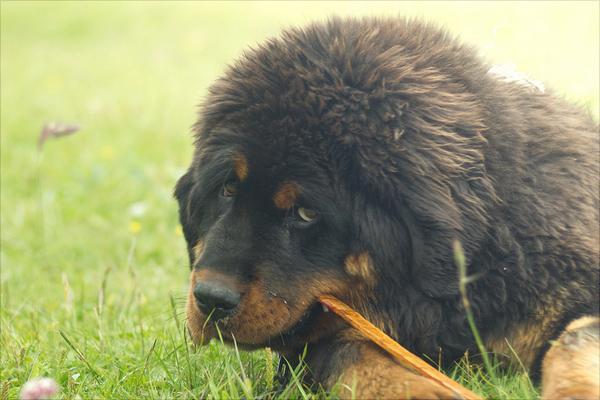 藏獒幼犬要怎么养呢（附：喂养藏獒的注意事项）