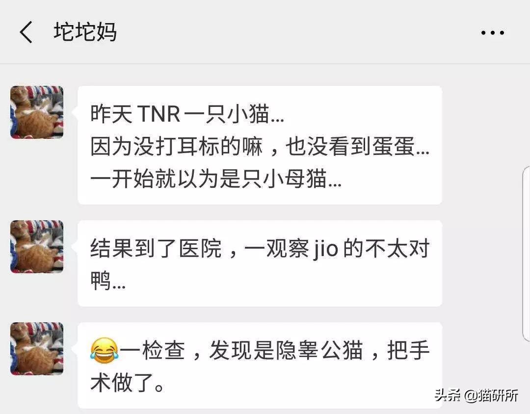 公猫隐睾可以活几年（猫咪隐睾手术最佳时间及预后和护理注意事项）