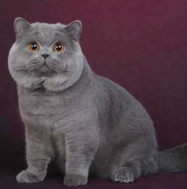 蓝猫和银渐层配出来是什么品种(蓝猫和银渐层配出什么猫)